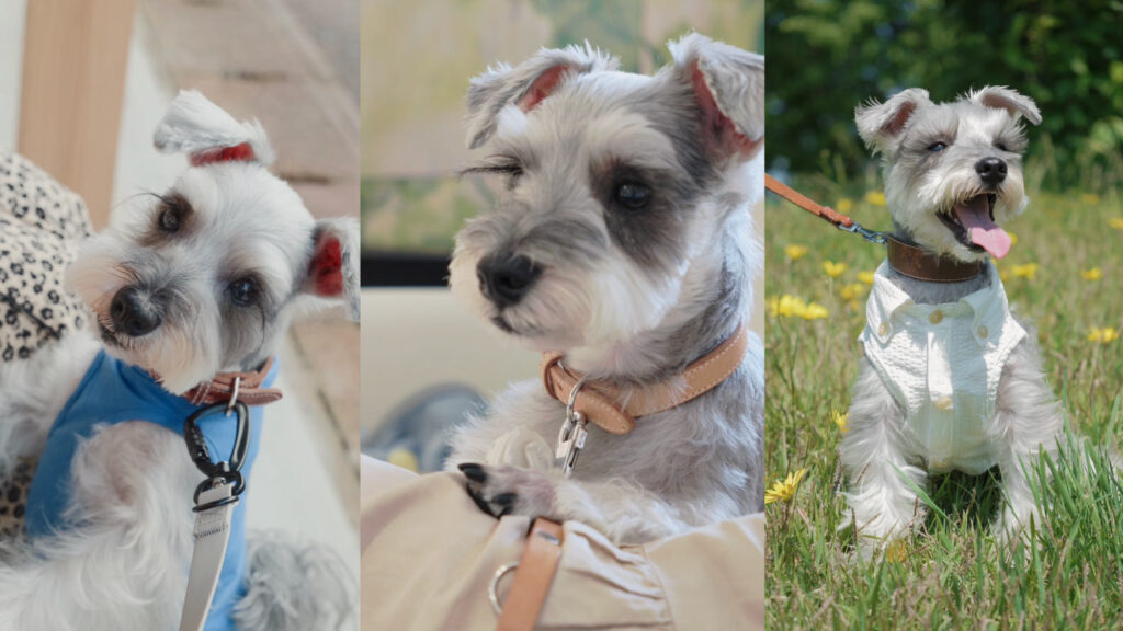 おうちアニマルオーダーイラスト実例1_資料画像