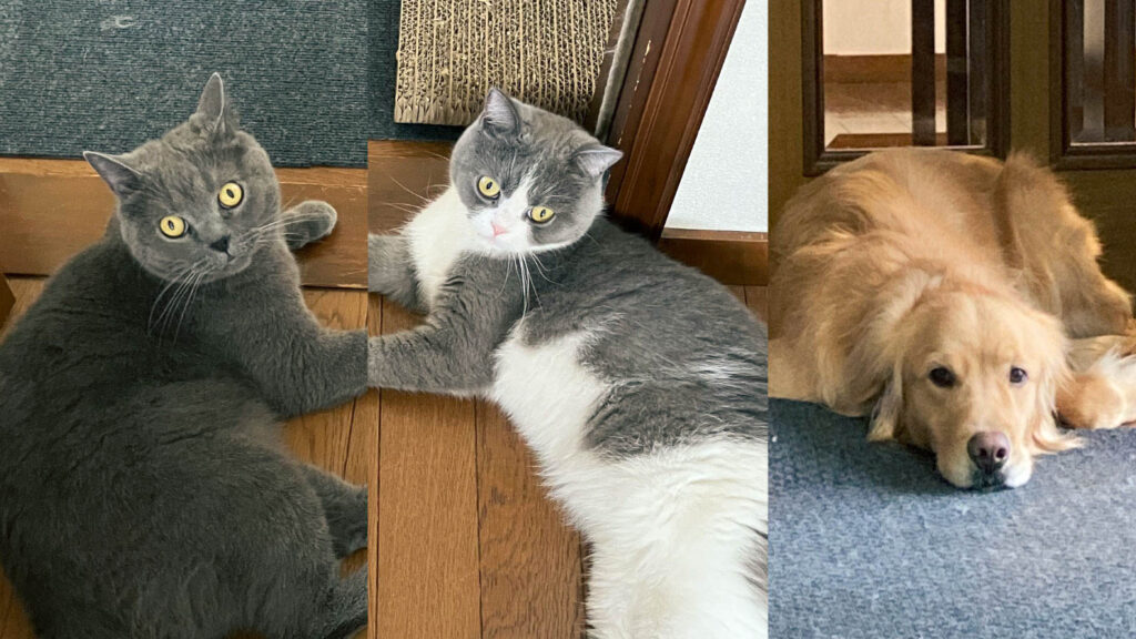 おうちアニマルオーダーイラスト実例2_資料画像